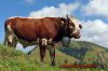Dateiname=Oberstaufen_070.JPG
Dateigröße=159KB
Abmessungen: 450x300
hinzugefügt am: 11. September 2013 Oberstaufen_070.JPG